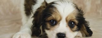 Brown and white Cavachon