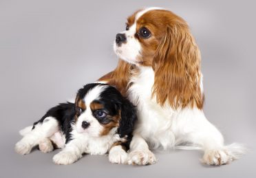 Photo of a puppy and adult Cavalier King Charles Spaniel