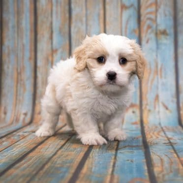 Cavapoo Dog