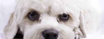 Portrait of a cavapoo toy dog.