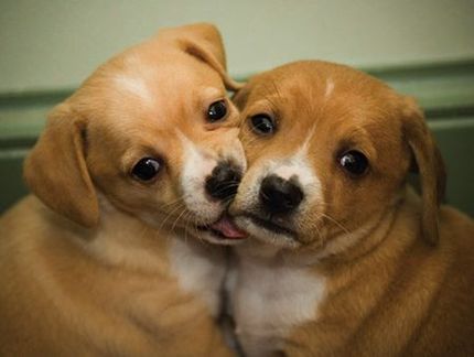 Cheagle puppies