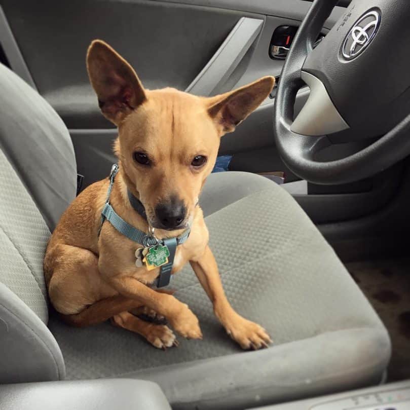 Chigi sitting in the front seat of a car