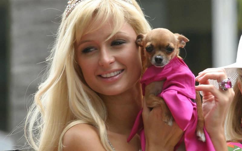 Paris Hilton and her pet Chihuahua, Tinkerbell