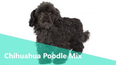 Chihuahua Poodle Mix,also known as Chipoo