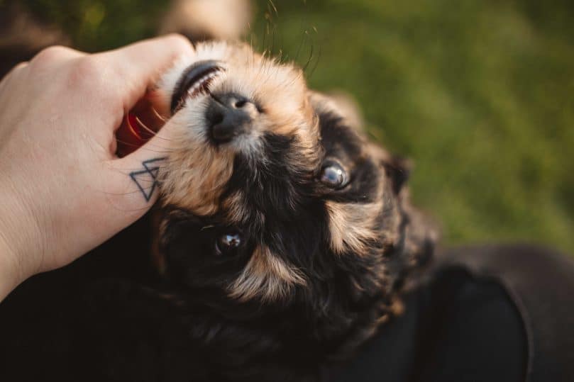 Chihuahua Terrier Mix chewing on finger