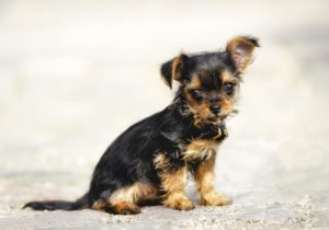 Chihuahua Yorkie Mix