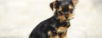 Chihuahua Yorkie Mix