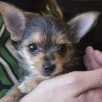 Chihuahua Yorkie Mix