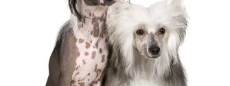 Hairless Chinese Crested and Powderpuff Chinese Crested sitting beside each other