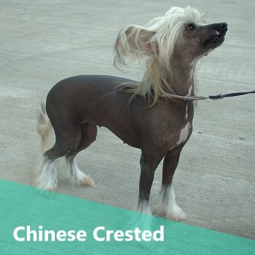 Chinese Crested also known as Crestie