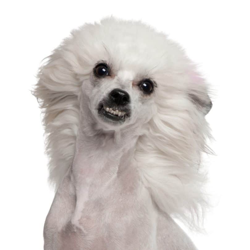 Puff Chinese Crested showing its teeth