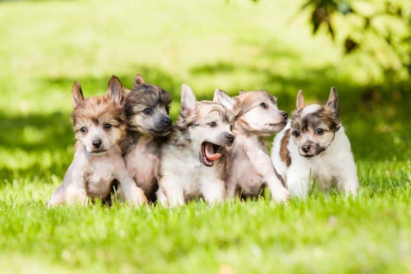 Chinese Crested Puppies standing in the grass