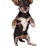 Chihuahua Dachshund Mixed Breed dog sitting up and begging