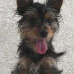 Chorkie