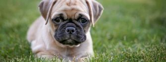 Chug puppy laying in grass