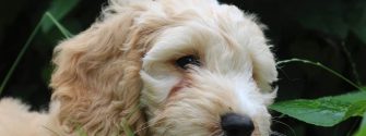 Cockapoo in the grass