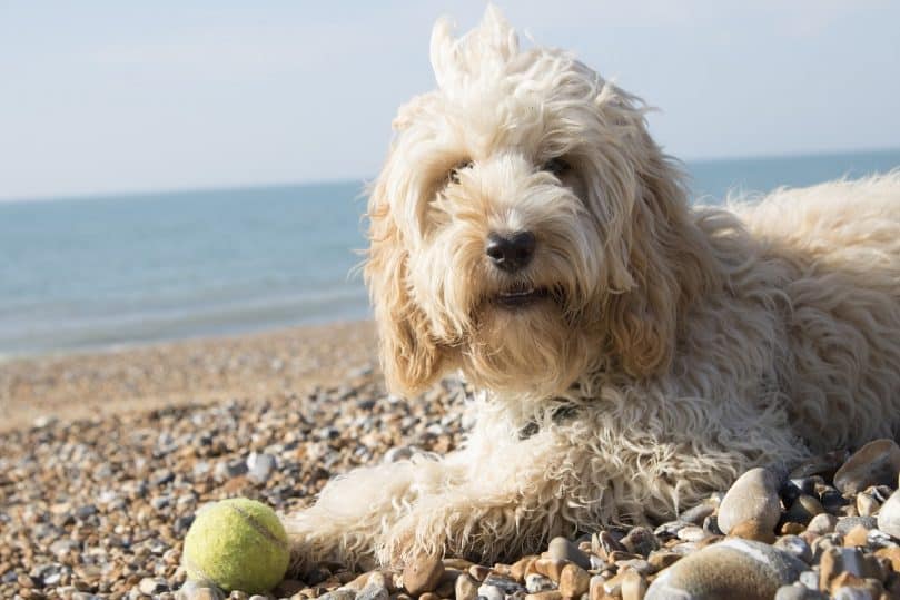 Cockapoo with ball