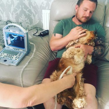 Cockapoo getting an ultrasound