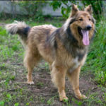 collie-german-shepherd-mix-3