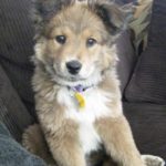 collie-german-shepherd-mix-8