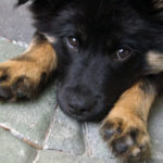 collie-shepherd-mix-1