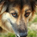 collie-shepherd-mix-4