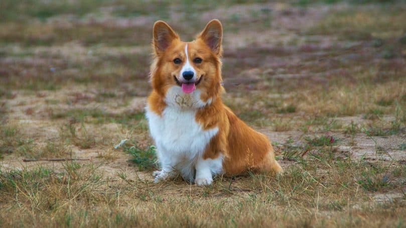 Corgi sitting in a field with its tongue sticking out