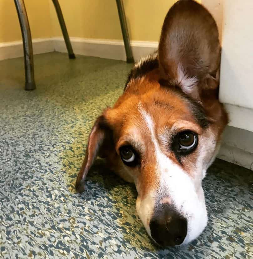 Corgi Beagle Mix laying down on the floor with one ear up