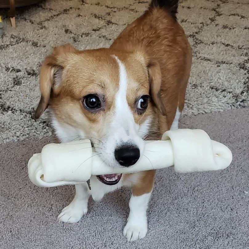 Corgi Beagle Mix holding a bone in its mouth