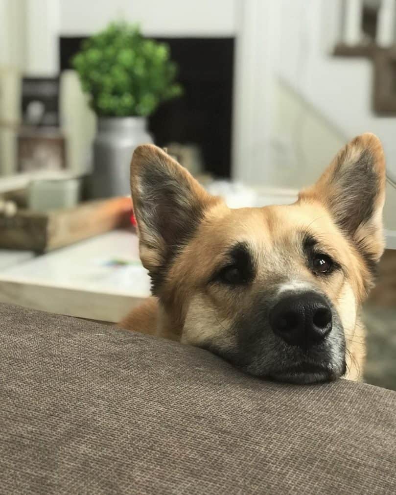 Corgi German Shepherd mix