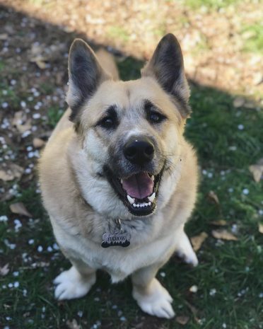 German Shepherd and Corgi mix