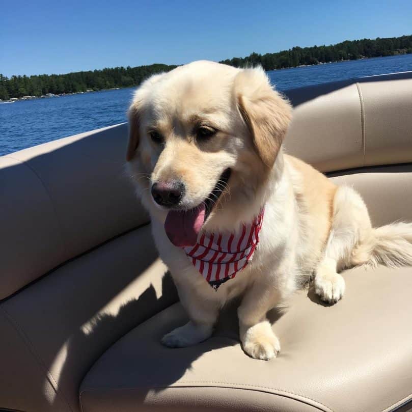 Corgi Golden Retriever Mix living its best life on a boat