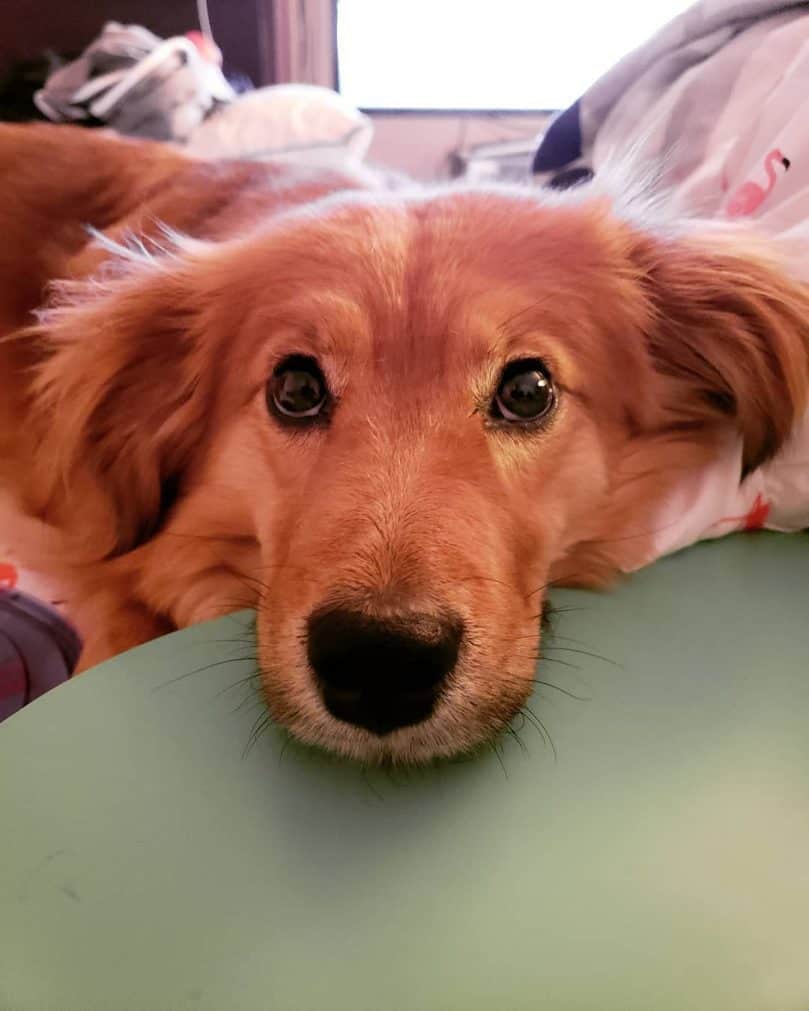 Corgi Golden Retriever Mix resting its head on the couch