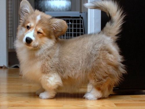 Corgi-Sheltie-mix