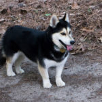 corgi-siberian-husky