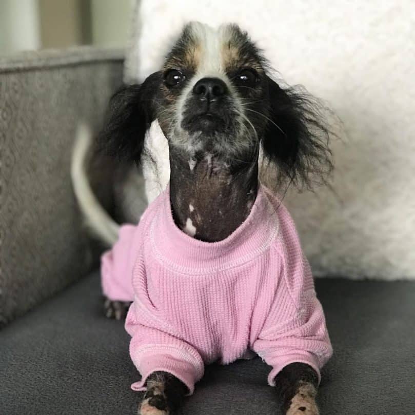 Chinese Crested-Beagle Mix wearing a sweater