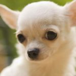 cute chihuahua