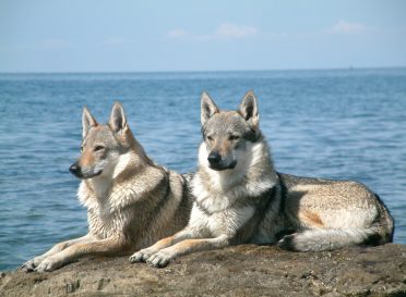 Czechoslovakian Wolfdog