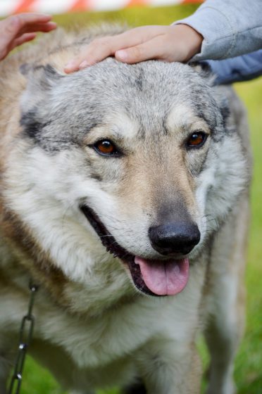 Czechoslovakian Wolfdog close up