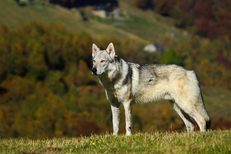 Czechoslovakian wolfdog in mountain