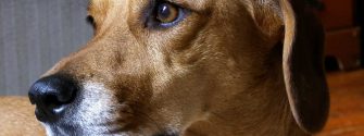 Brown and white Dachshund Beagle Mix up close