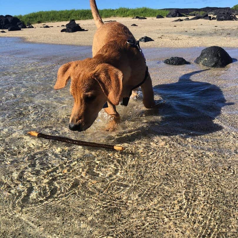 Beagle Dachshund Mix playing in the water