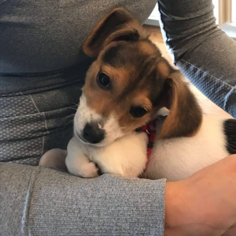 Doxle puppy sitting in a lap