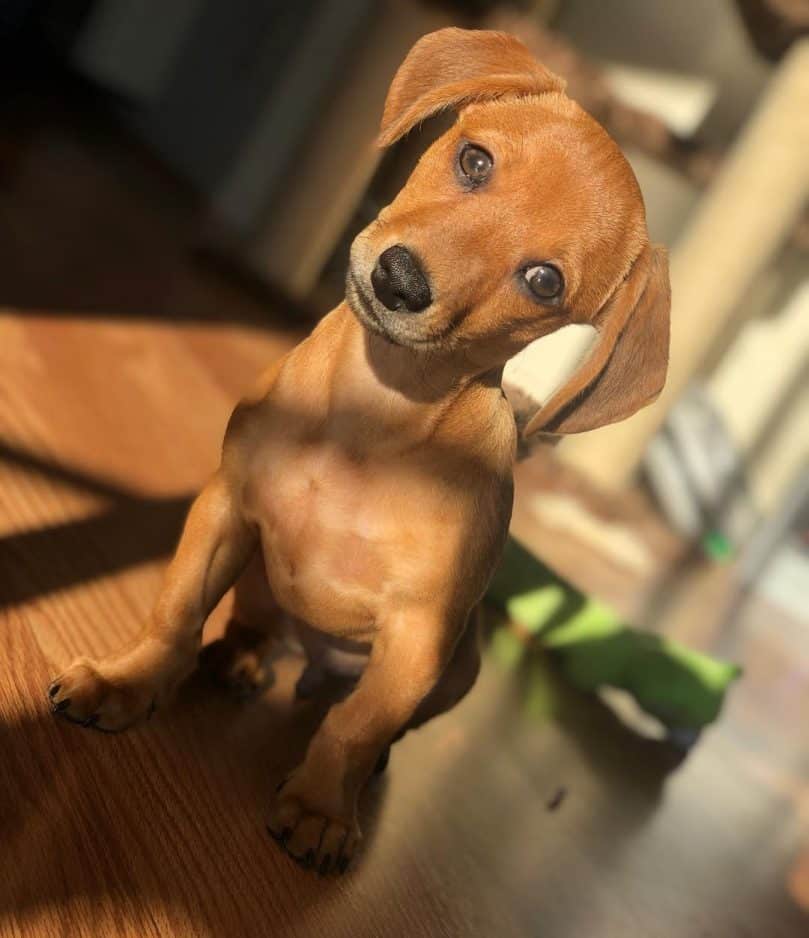 Dachshund Poodle Mix puppy