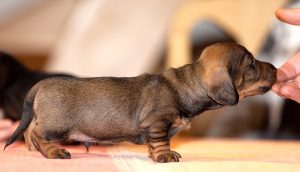 Dachshund puppy