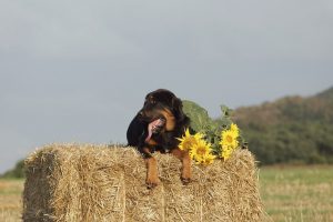 can dogs eat sun flower seeds?