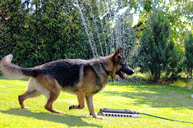 Feeding-German-Shepherd