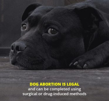 Dog Abortion