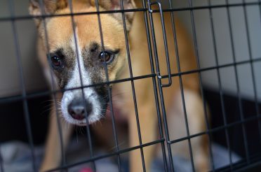 sad-looking dog inside a crate