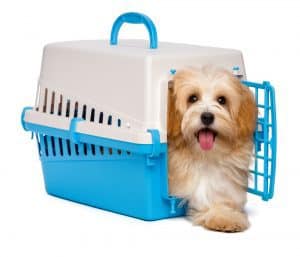 Cute happy reddish havanese puppy dog is inside a blue and gray plastic pet crate and step out